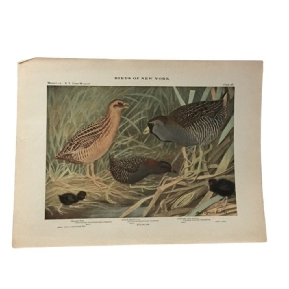 🖤 5 / $ 25 Antique Ornithological Bird Print Original - Picture 6 of 15